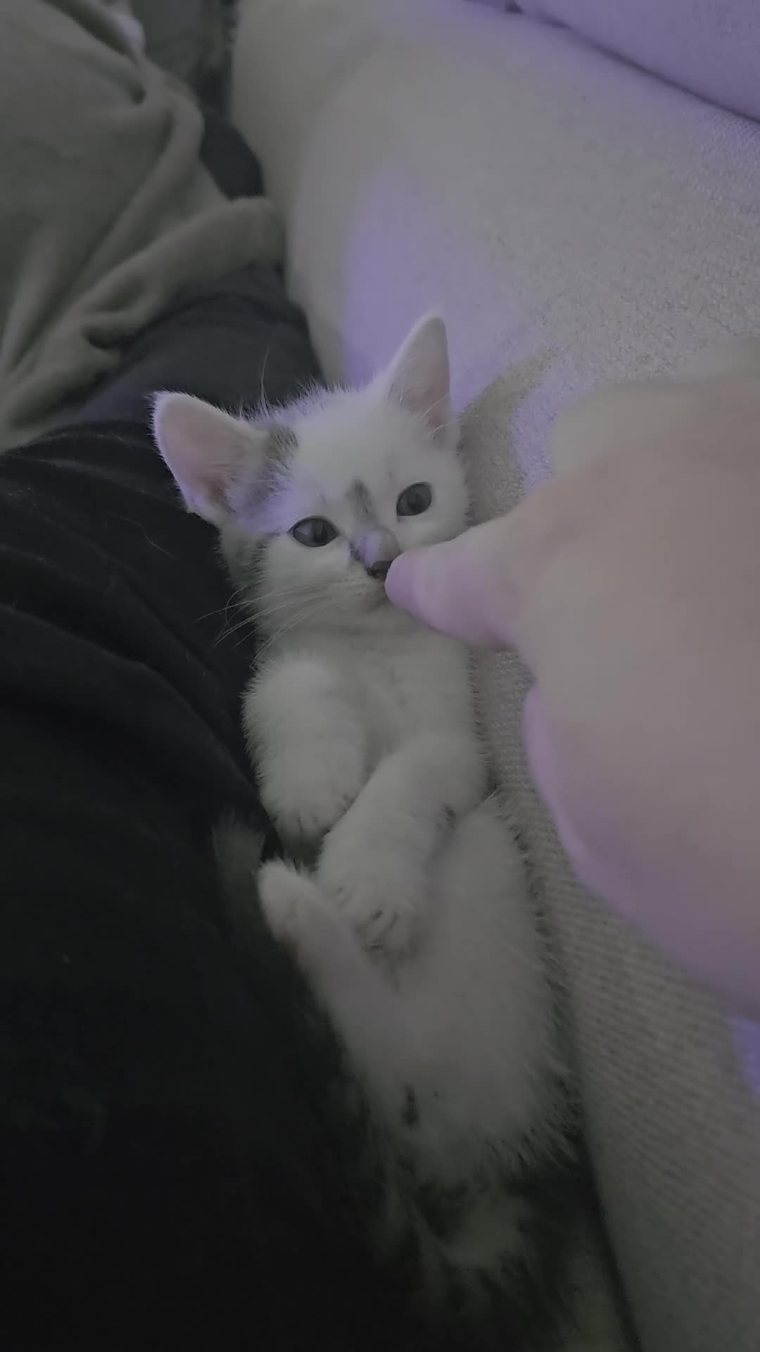 Domestic Shorthair cats for sale: 3 male kittens - Video 1