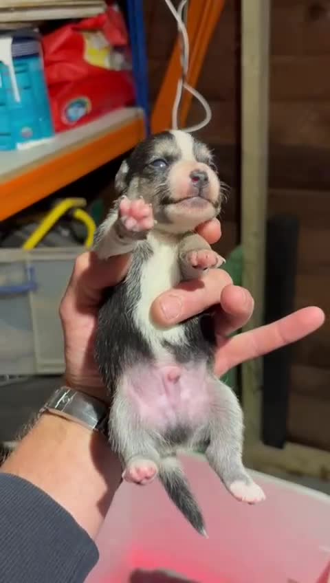 Jack Russell dogs for sale: Miniature jack Russell’s  - Video 4
