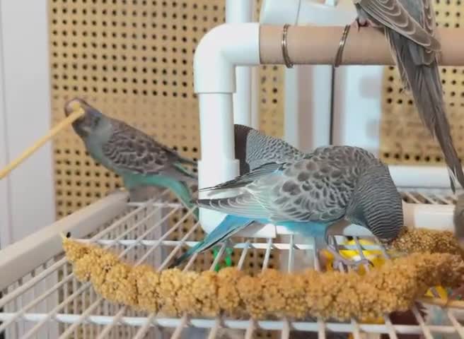 Budgerigars birds for sale: Blackface,blackwing,spilt-helicopter baby budgies  - Video 3