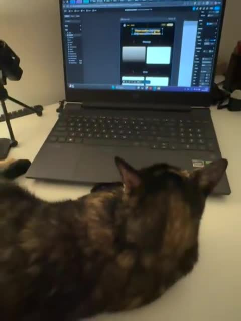 British Shorthair cats for sale: Miss  in Luton - Video 1