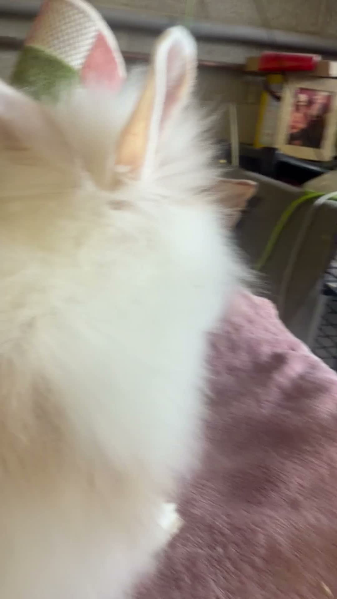 Lionhead rabbits for sale: Double mane cream & white Dm Lionhead - Video 2
