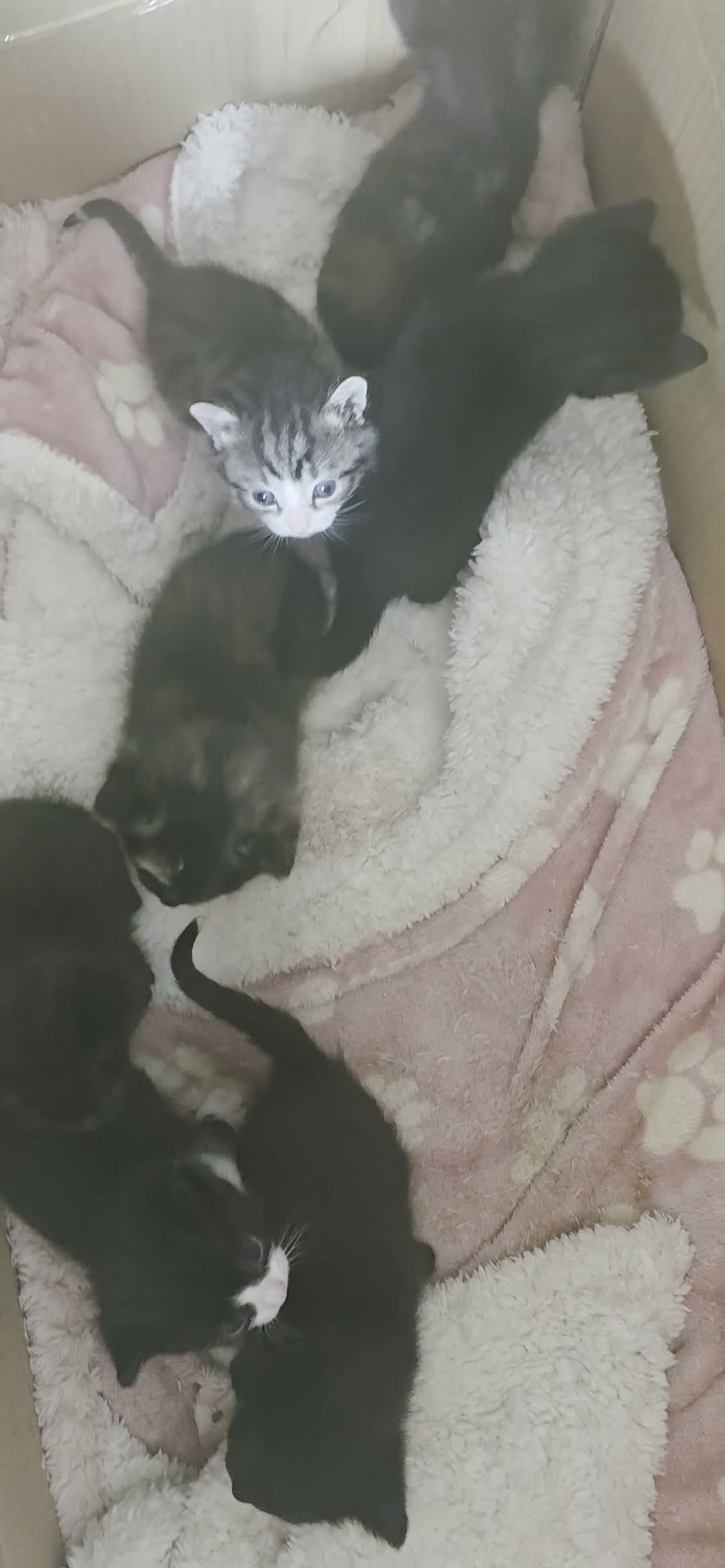 Mixed Breed cats for sale: 6  male cats for sale  - Video 1