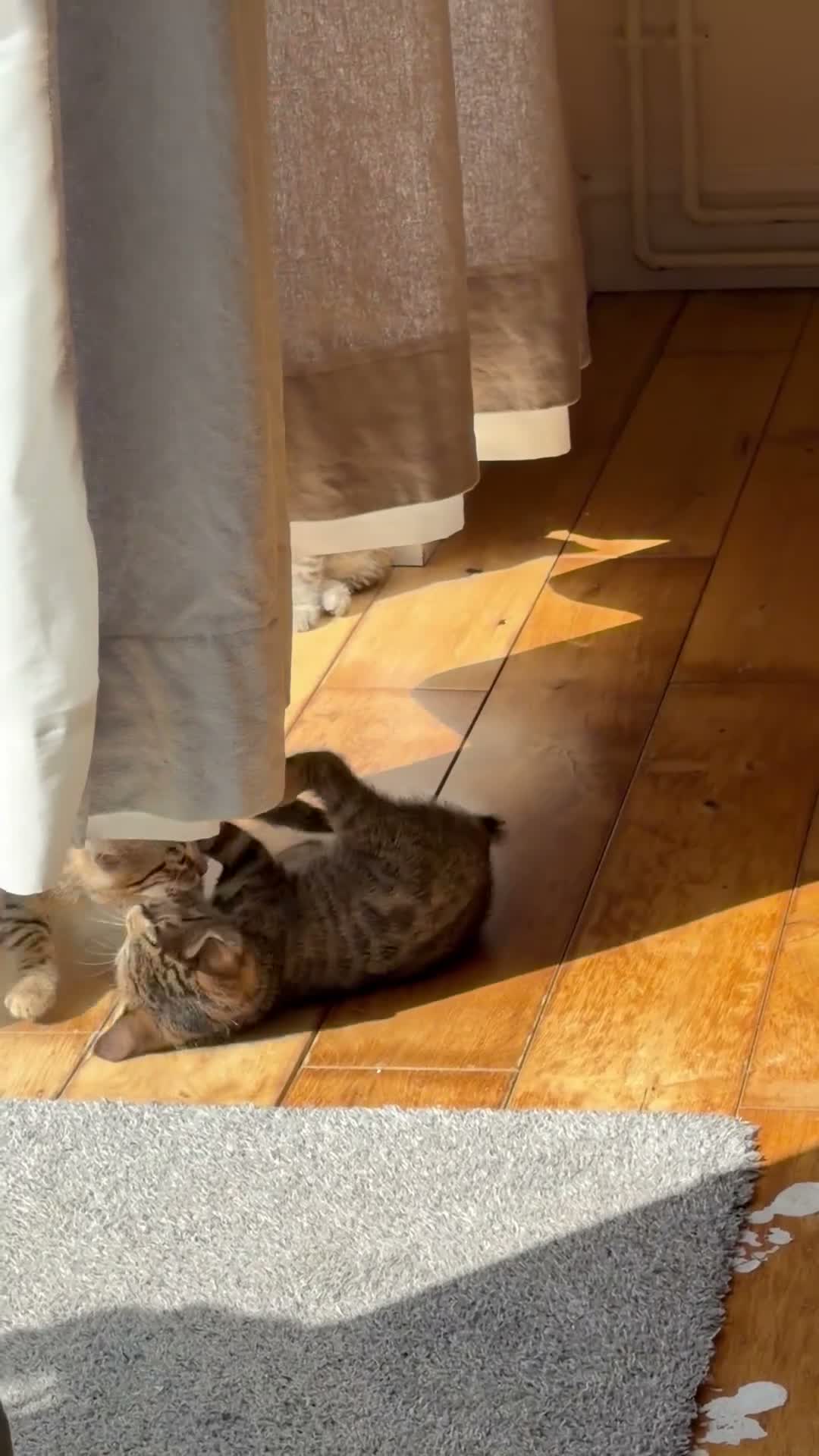 Bengal cats for sale: Beautiful Bengal x kittens  - Video 2