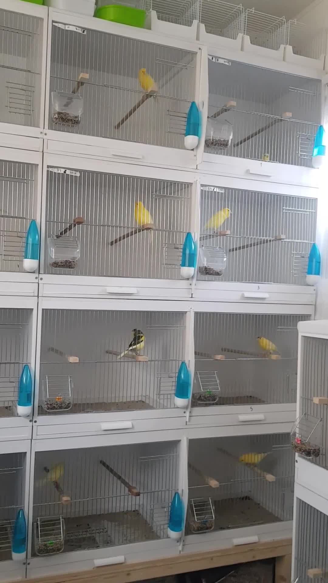 Canaries birds for sale: Roller canary  - Video 1