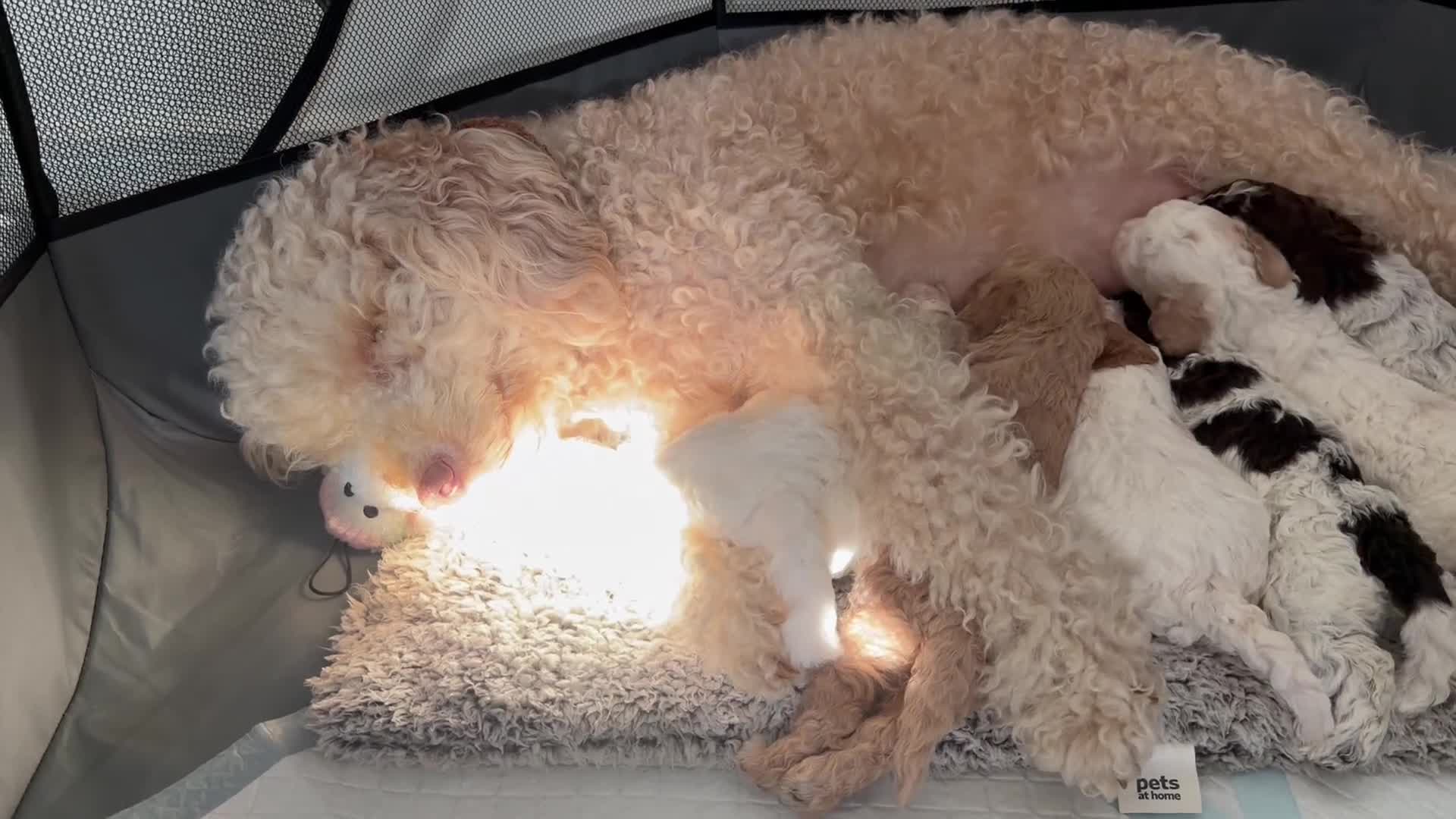 Lagotto Romagnolo dogs for sale: Cuteness overload Lagotto Romangnolo Puppies  - Video 1
