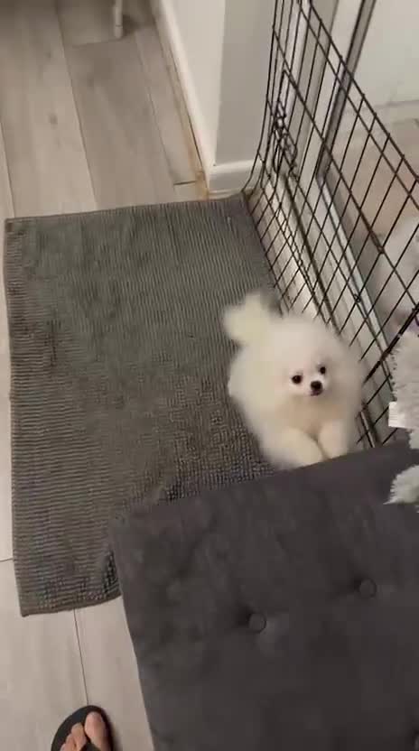 Pomeranian dogs for sale: Stunning Pom Boy Available in London - Video 1