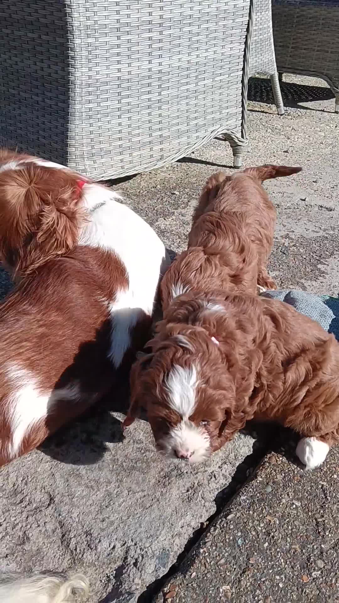 Cavapoo dogs for sale: Scrumptious Cavapoo puppies- Dad PRA tested - Video 2
