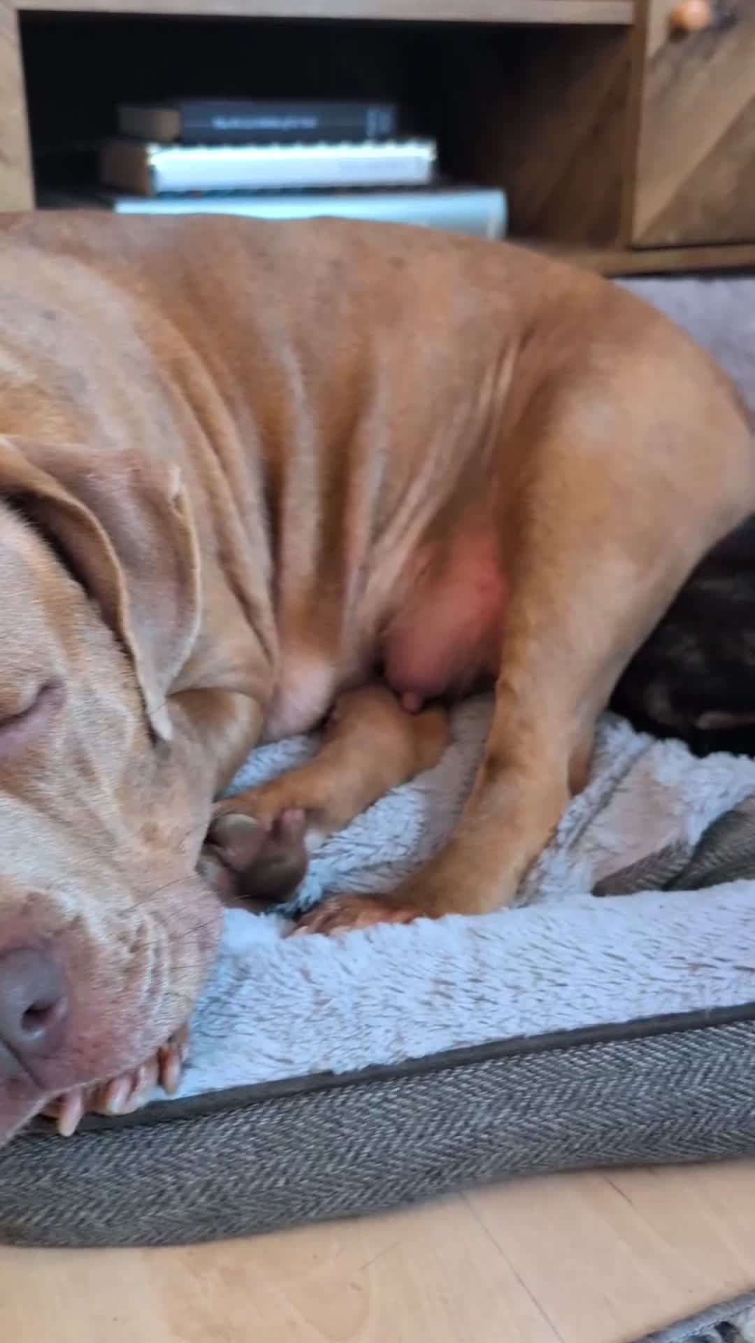 Mixed Breed dogs for sale: Two beautiful Staffy x Husky puppies  - Video 2