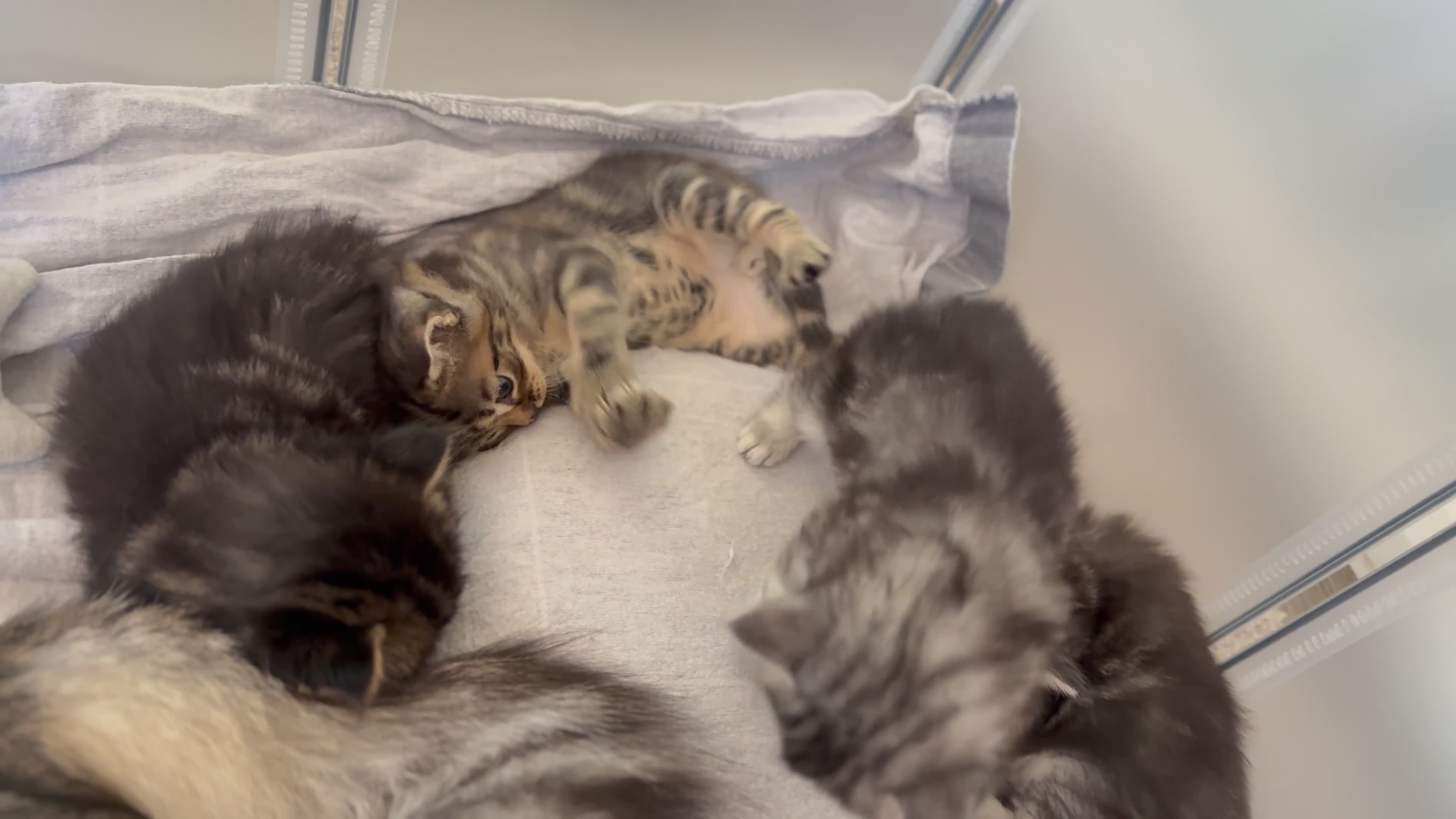 Mixed Breed cats for sale: Exceptional Maine coon cross kittens for sale  - Video 1