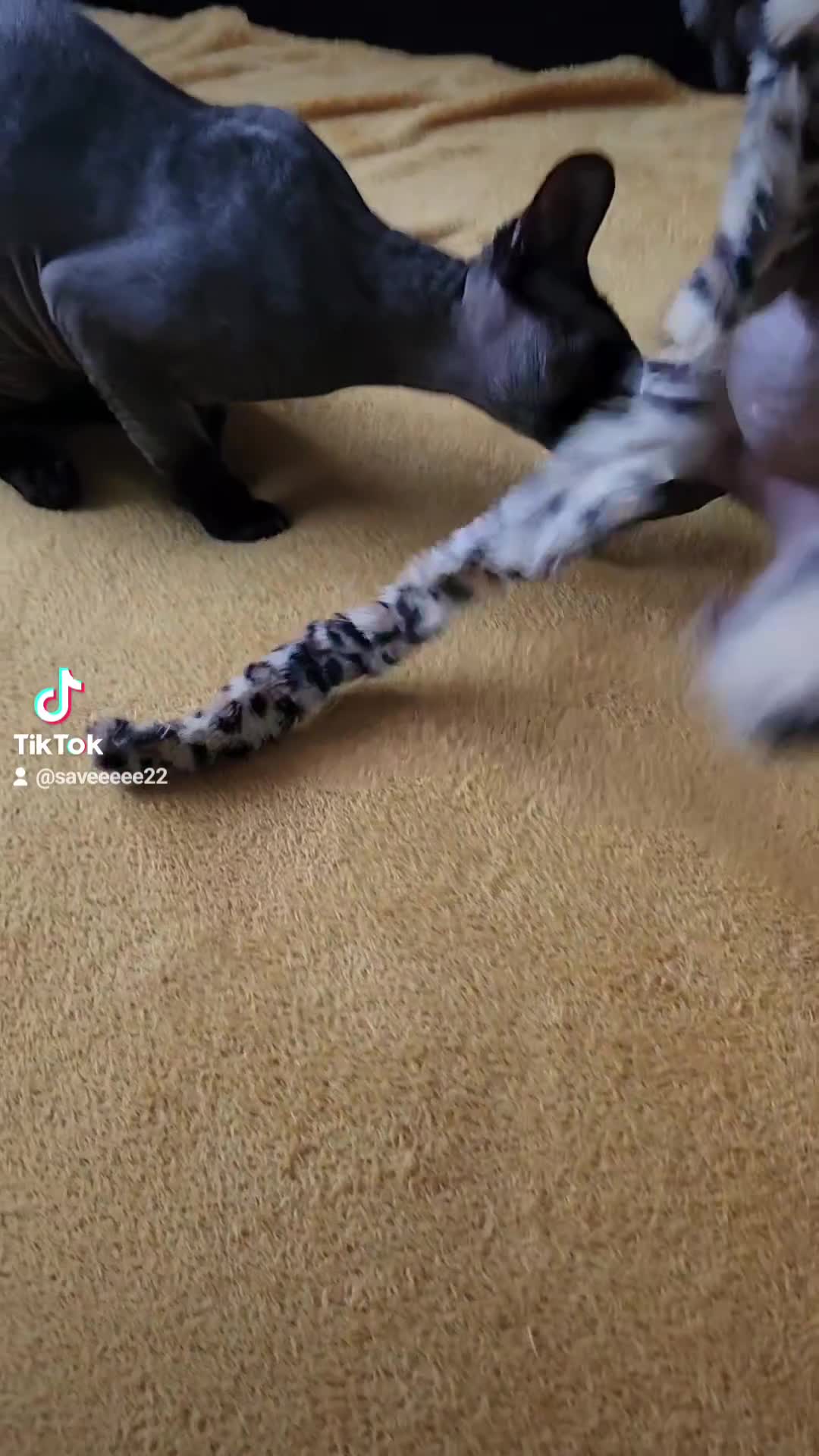 Sphynx cats for sale: Canadian blue-black sphynx kitten - Video 3