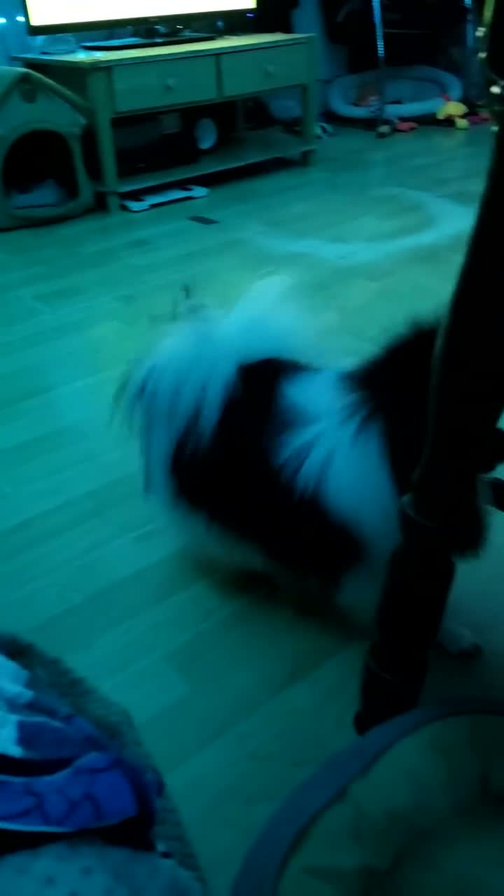 Pomeranian dogs for sale: Beautiful KC Registered Pomeranian Puppies - Video 1