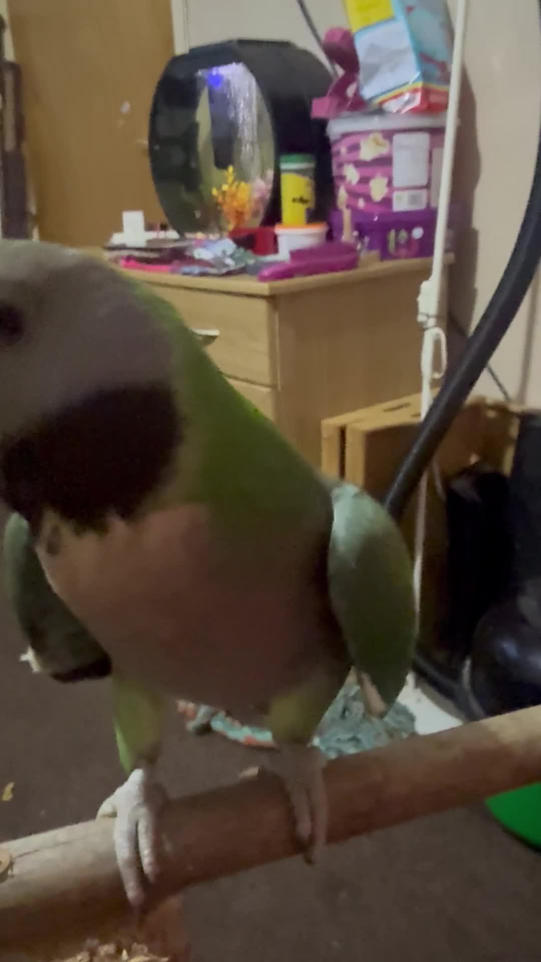Parrots birds for sale: Handreared Derbyran parrot - Video 2