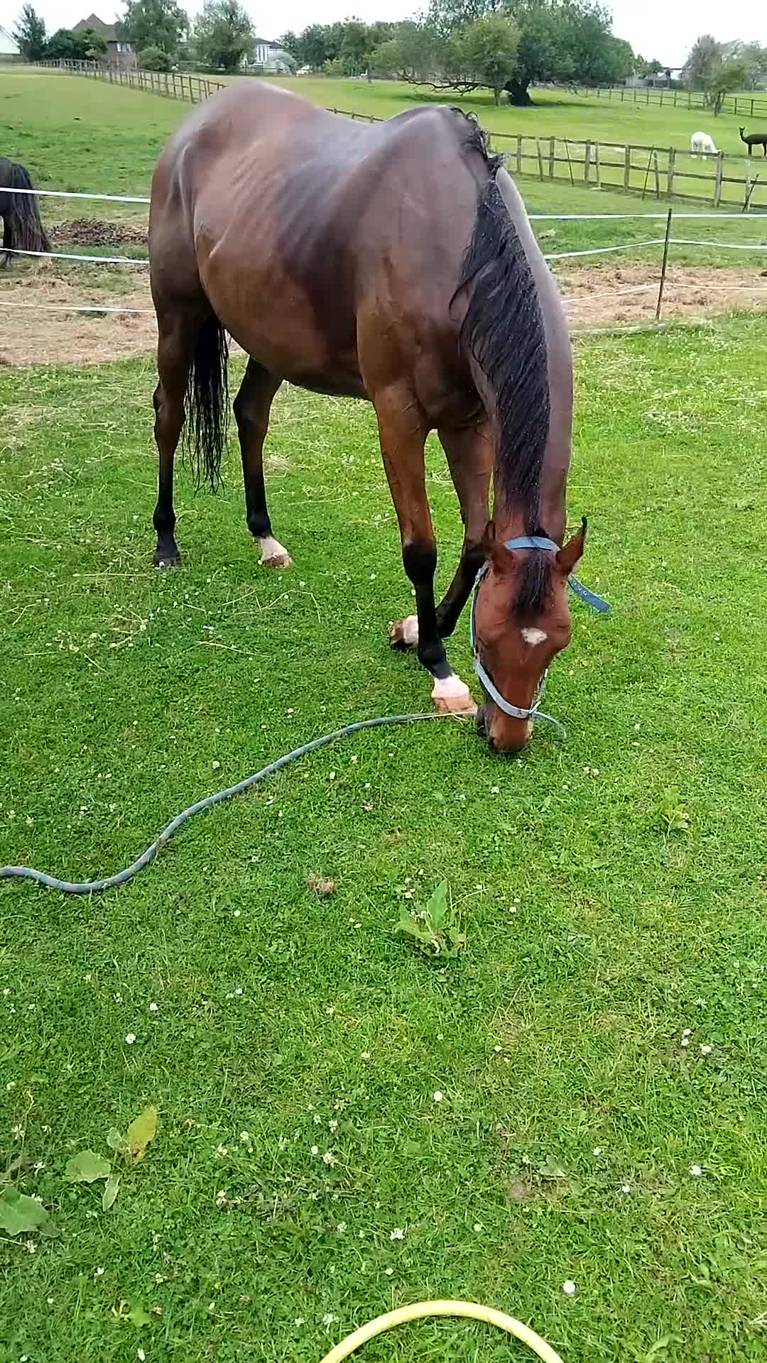 Irish Thoroughbred horses for sale: 15.2hh lovely sensible all rounder - Video 2