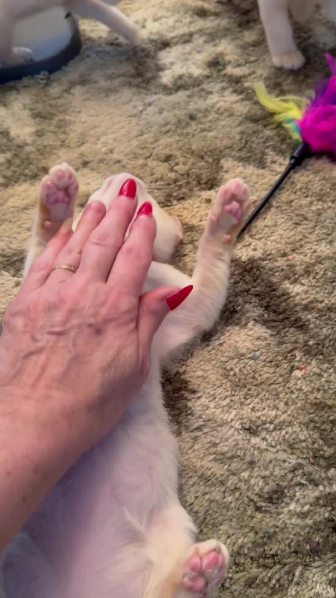 Burmese cats for sale: Burmese Kittens For Sale - Video 2