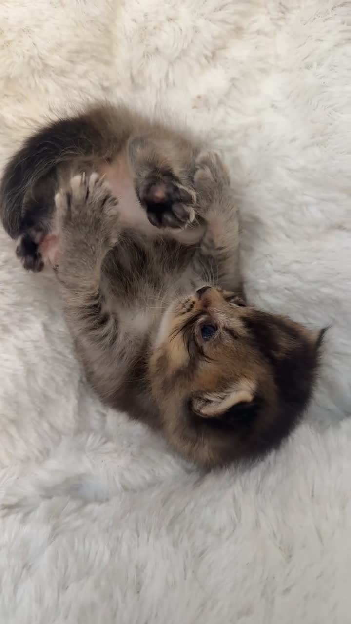Scottish Fold cats for sale: SCOTTISH STRAIGHT - Video 1