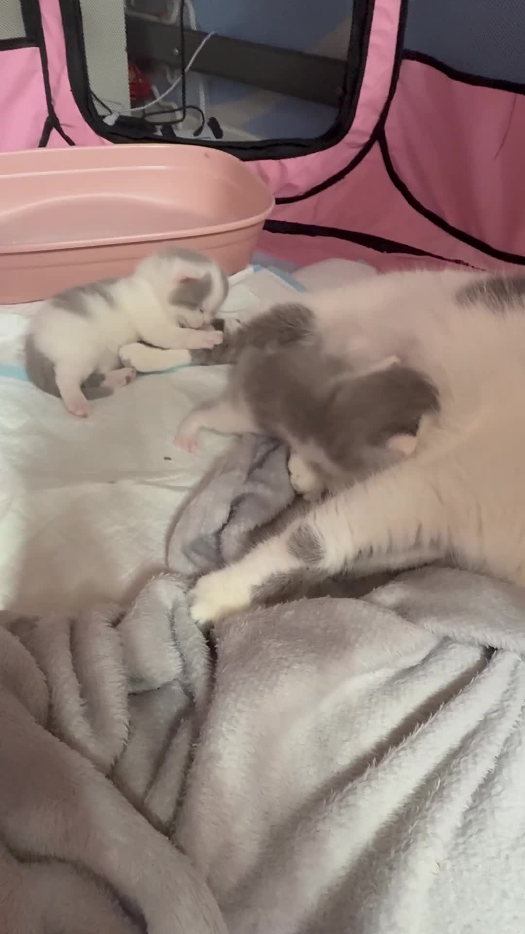 British Shorthair cats for sale: Supreme stunning quality bsh for sale in Tamworth - Video 1