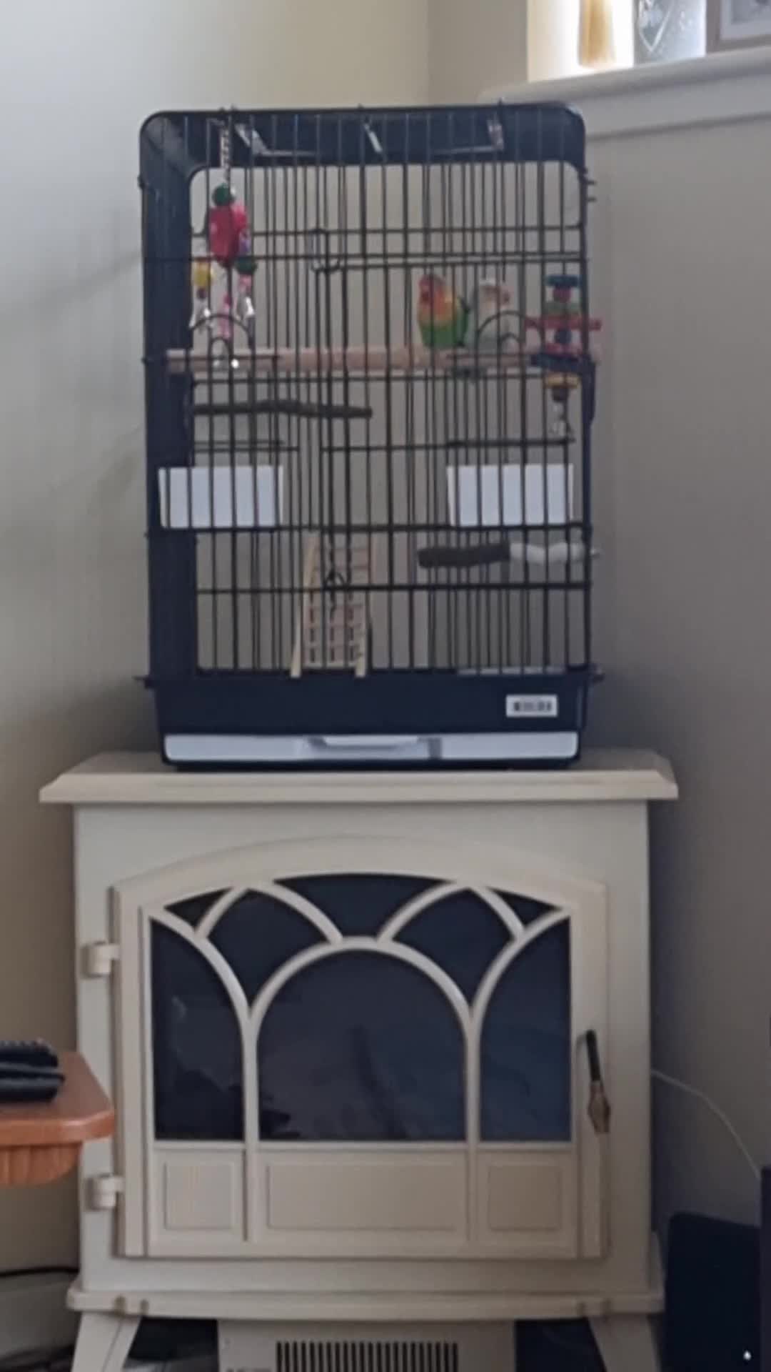 Lovebirds birds for sale: Lovebirds  - Video 1