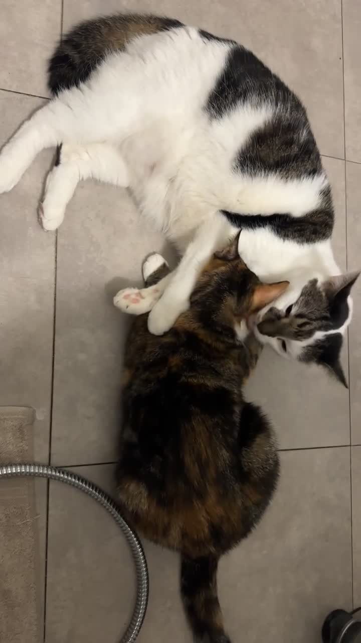 Domestic Shorthair cats for sale: Nala (5) & Kiara (1) - Video 1