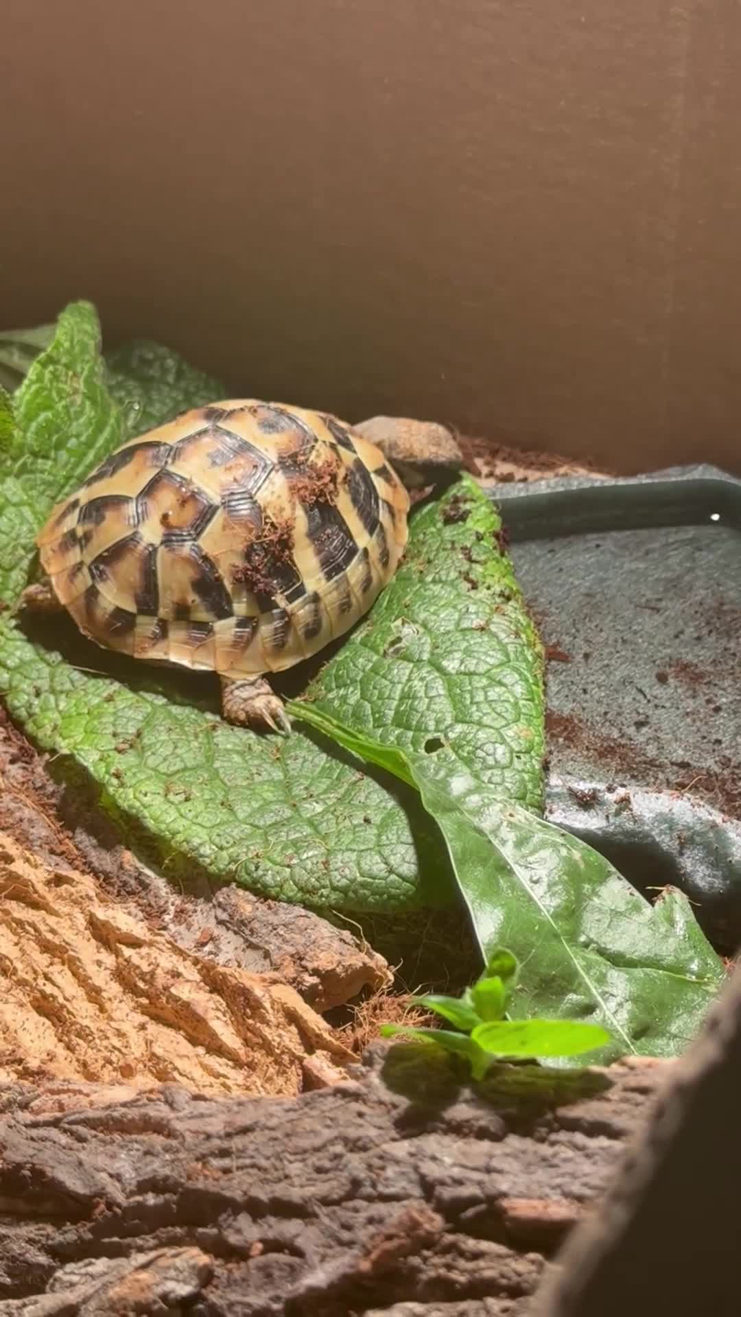Hermann Tortoise reptiles for sale: Beautiful Baby Herman’s tortoise  - Video 1