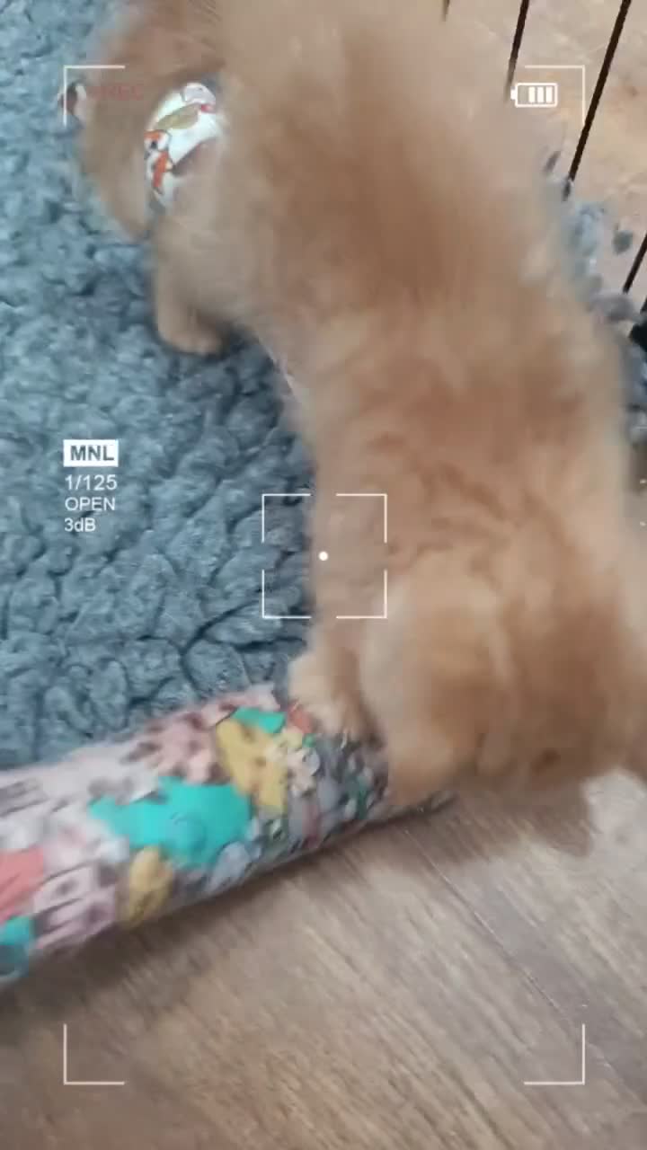 British Shorthair cats for sale: *TICA Cream&Ginger Kittens*Health Tested Parents* - Video 2