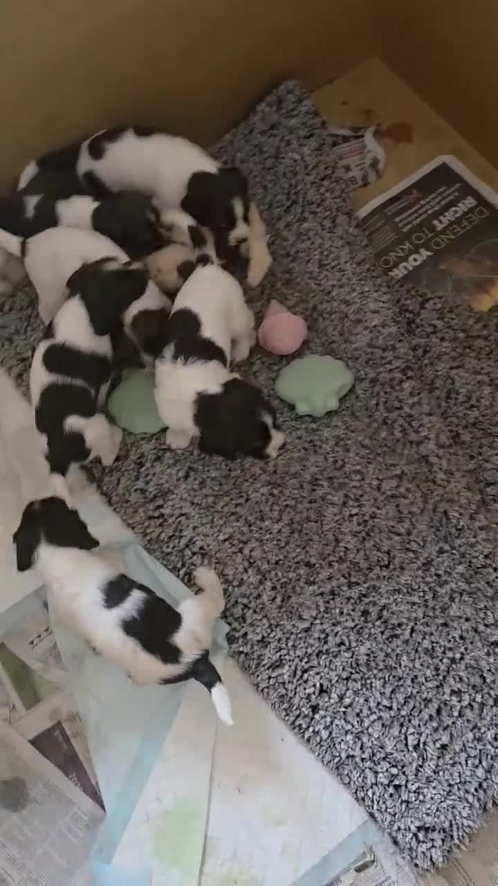 English Springer Spaniel dogs for sale: English Springer Spaniel liver & white pups - Video 2