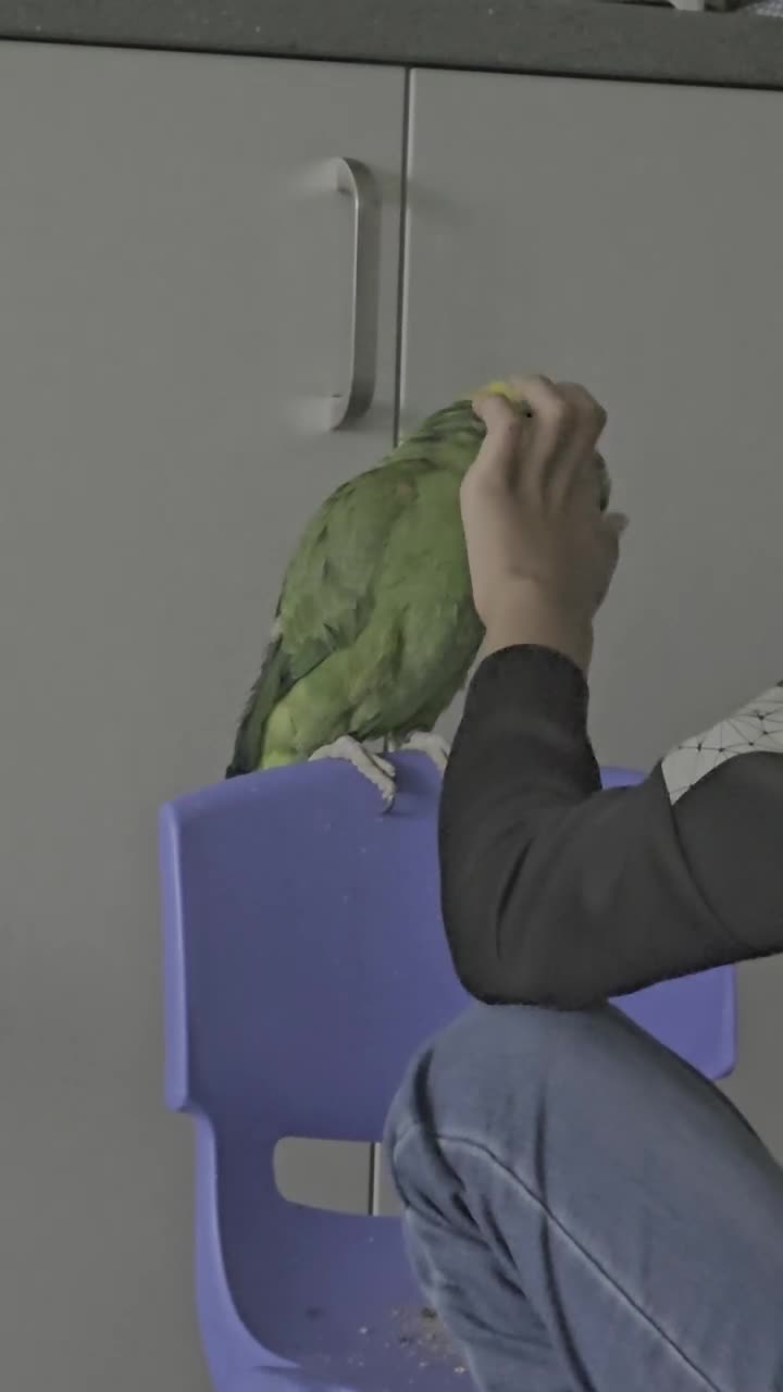 Parrots birds for sale: Yellow Naped Amazon  - Video 2