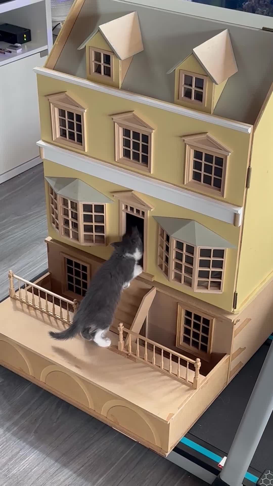 Maine Coon cats for sale: Maine Coon Crosses - Video 4