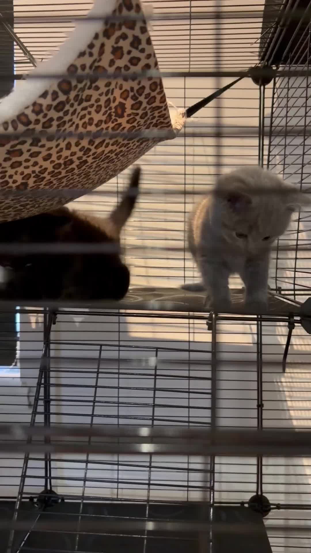 British Shorthair cats for sale: British shorthair kittens  - Video 1