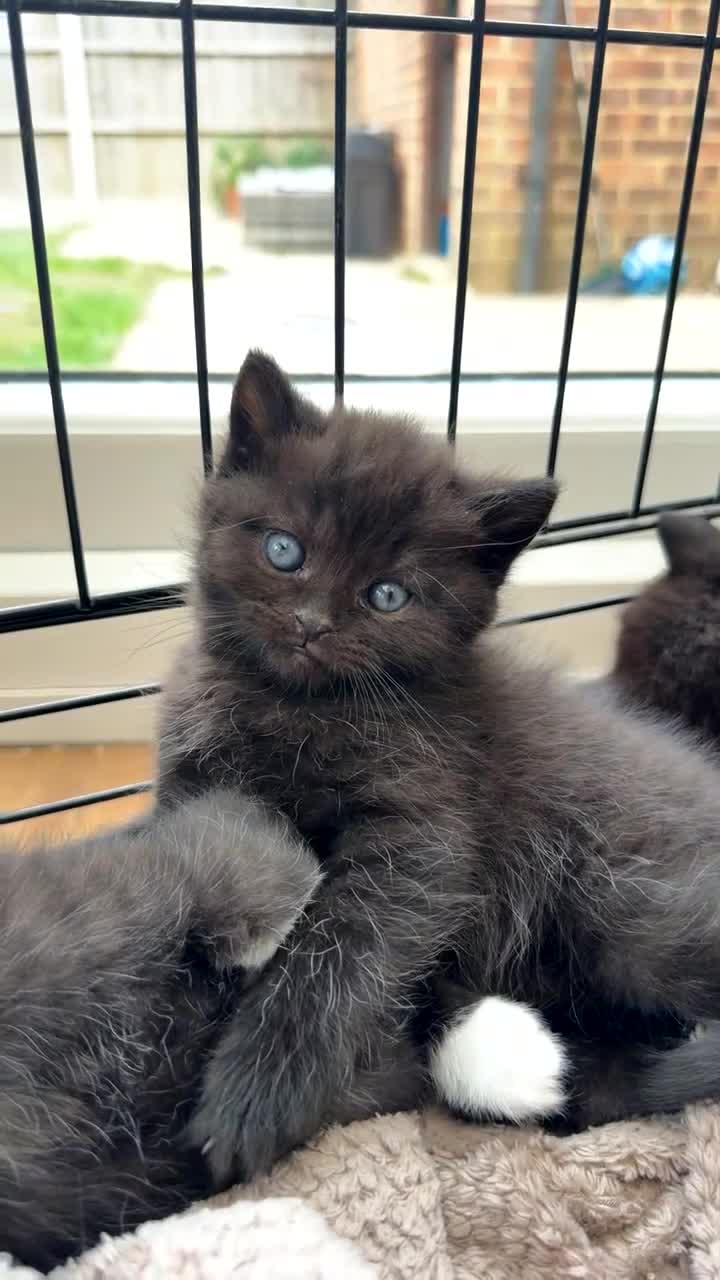 Mixed Breed cats for sale: Half British short hair kittens  in Luton - Video 1