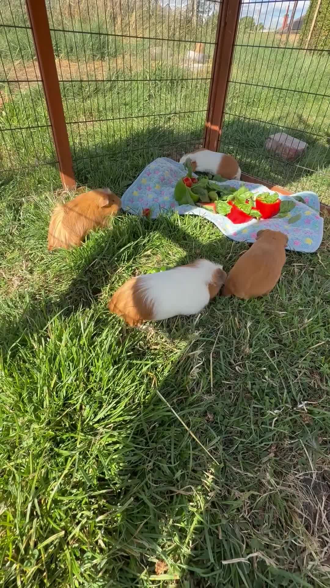 Guinea Pig rodents for sale: Baby guinea pigs  - Video 2