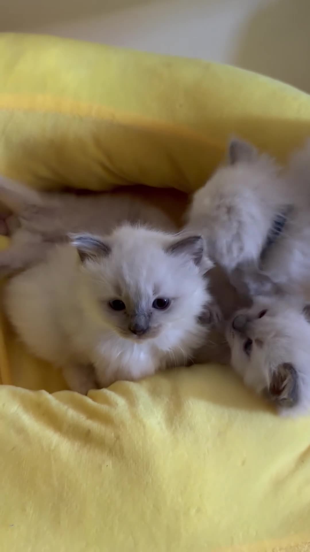 Ragdoll cats for sale: Ragdoll kittens available  - Video 1