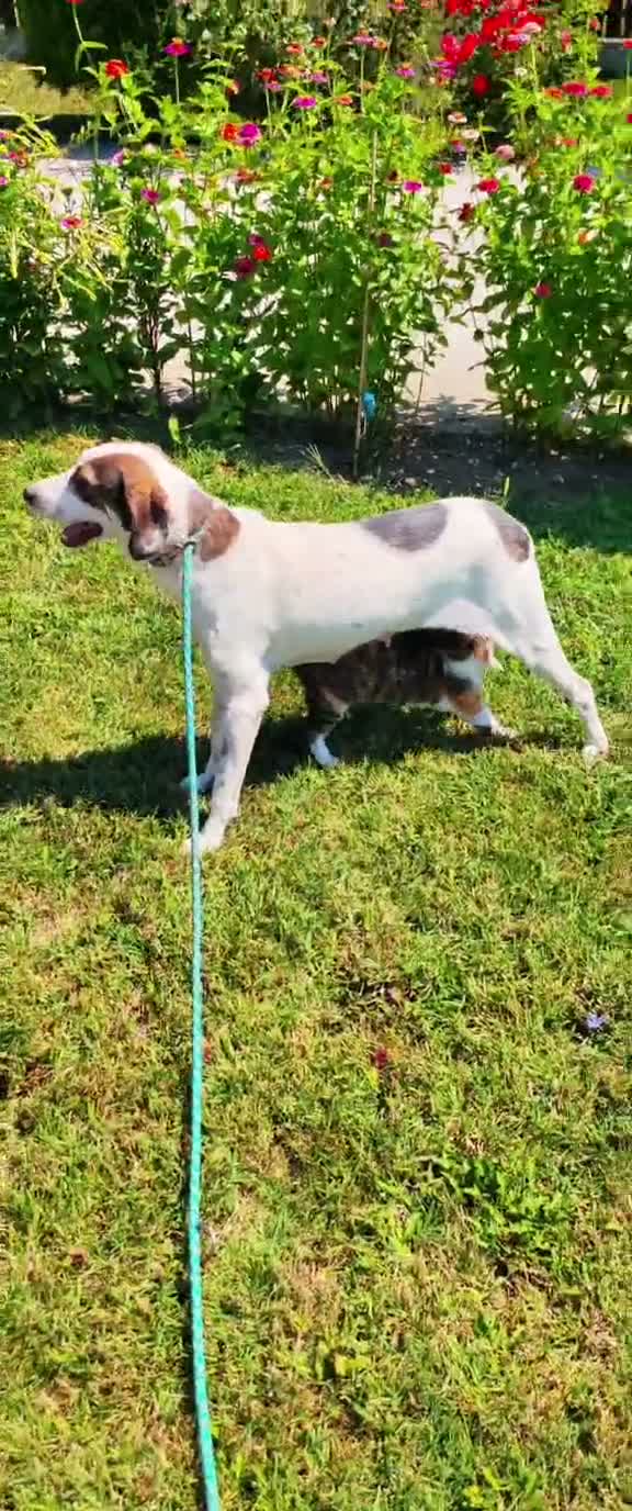 Mixed Breed dogs for adoption: Our lovely Elsie is looking for her forever home - Video 2