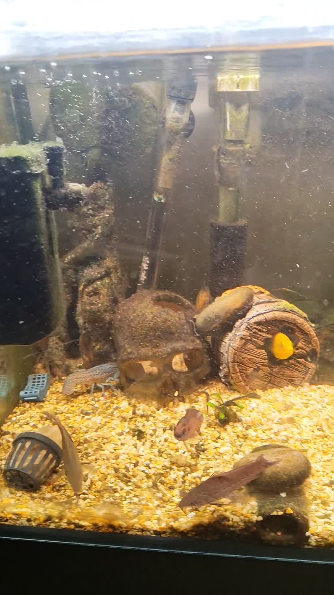 Lobsters fish for sale: Fish tank  - Video 1