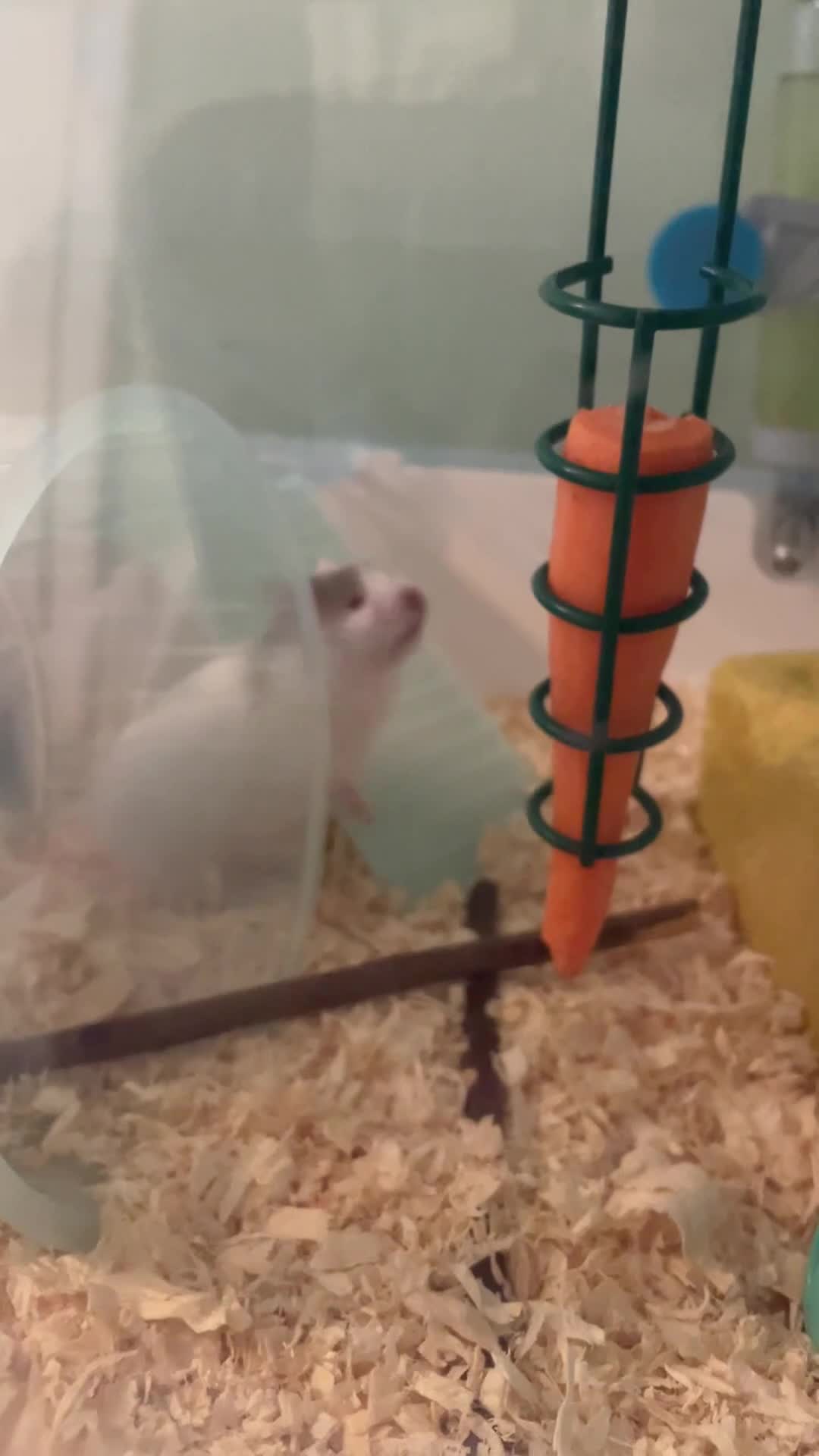 Hamster rodents for sale: Baby hamster and cage  - Video 1