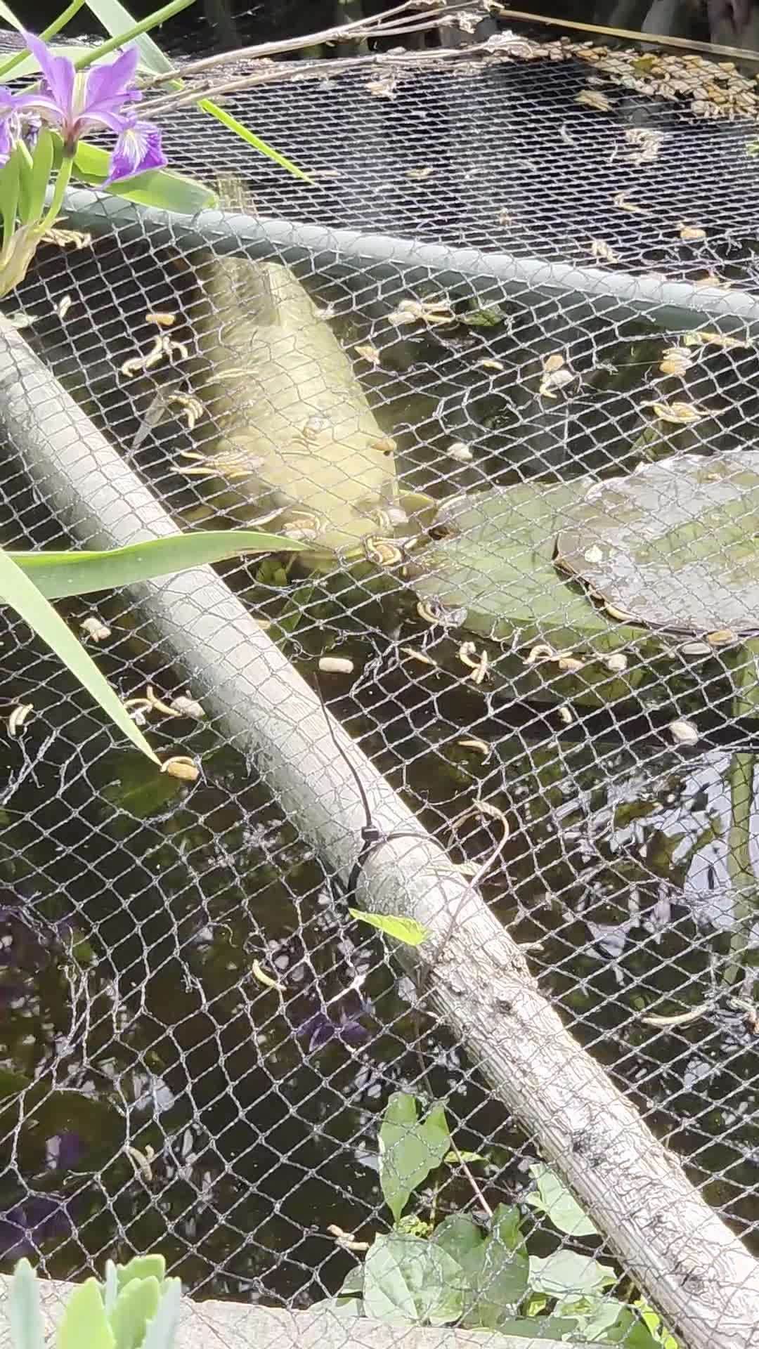 Koi Carp fish for sale: Butterfly koi  in Sittingbourne - Video 1