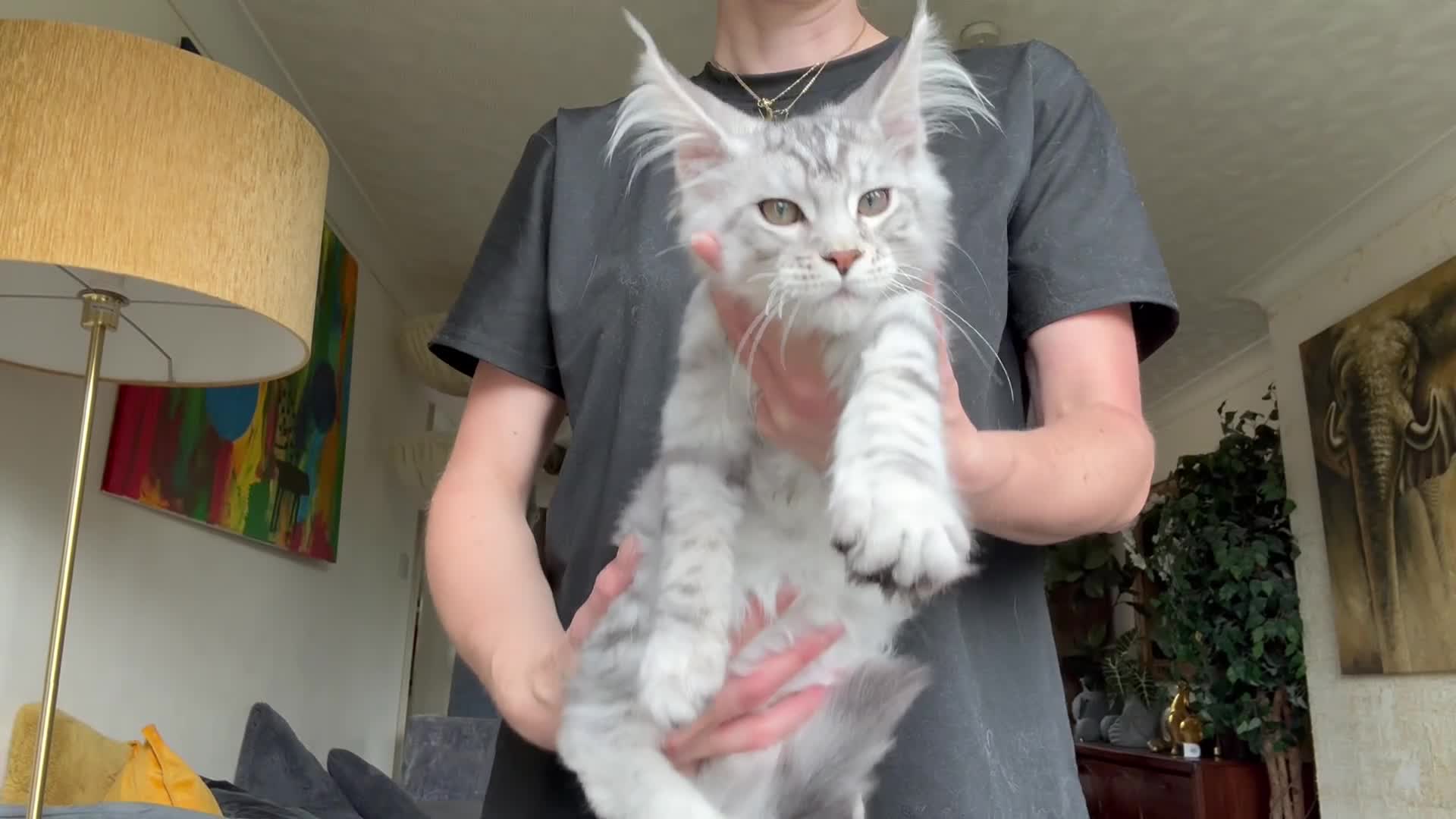 Maine Coon cats for sale: Mackerel tabby boys  - Video 3