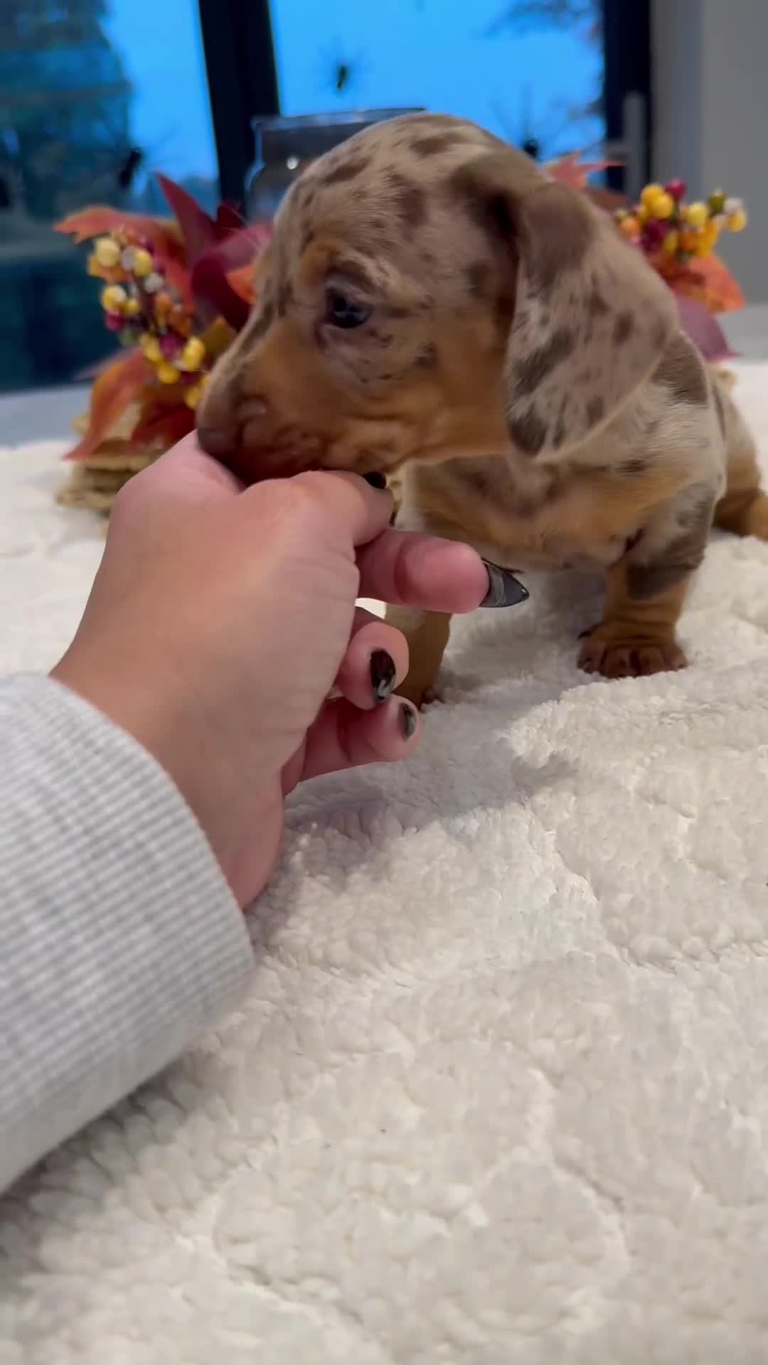 Miniature Dachshund dogs for sale: Miniature smooth dachshunds ready 12th November  - Video 1