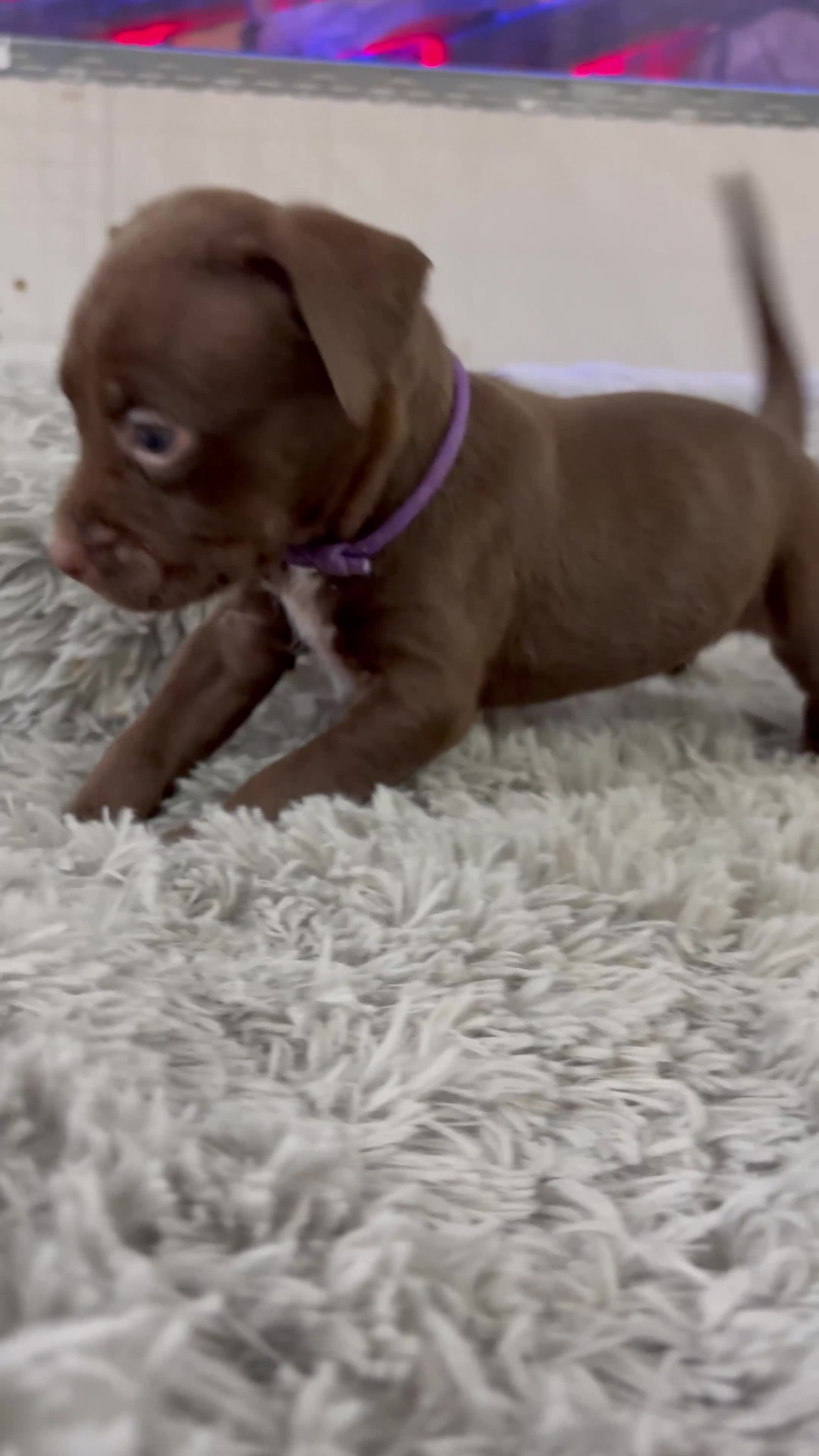 American Bull Staffy dogs for sale: Staffy Bull Puppies - Video 1