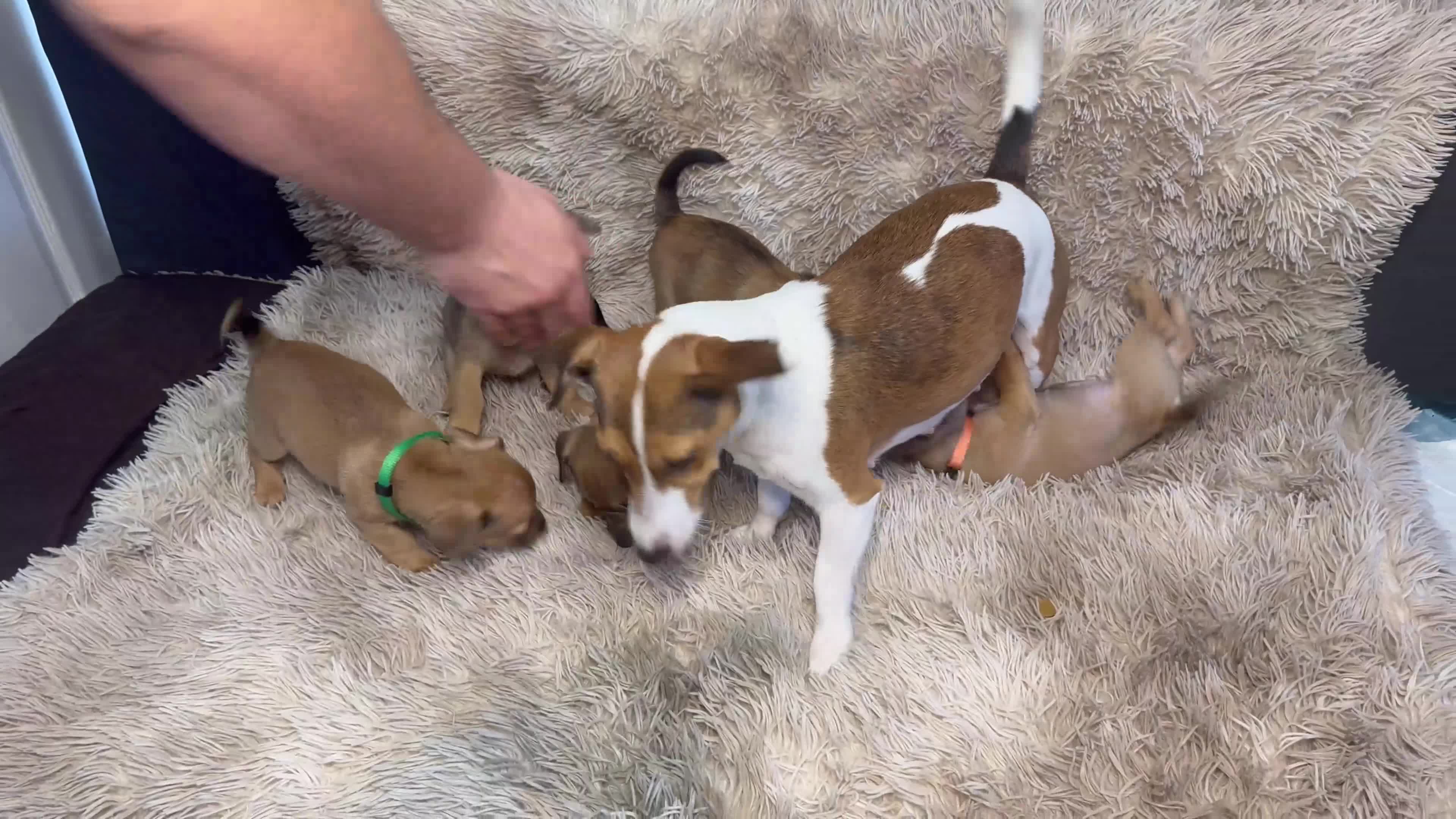 Jack Russell dogs for sale: Much Wenlock Mix Miniature Jack Russell Puppies - Video 1