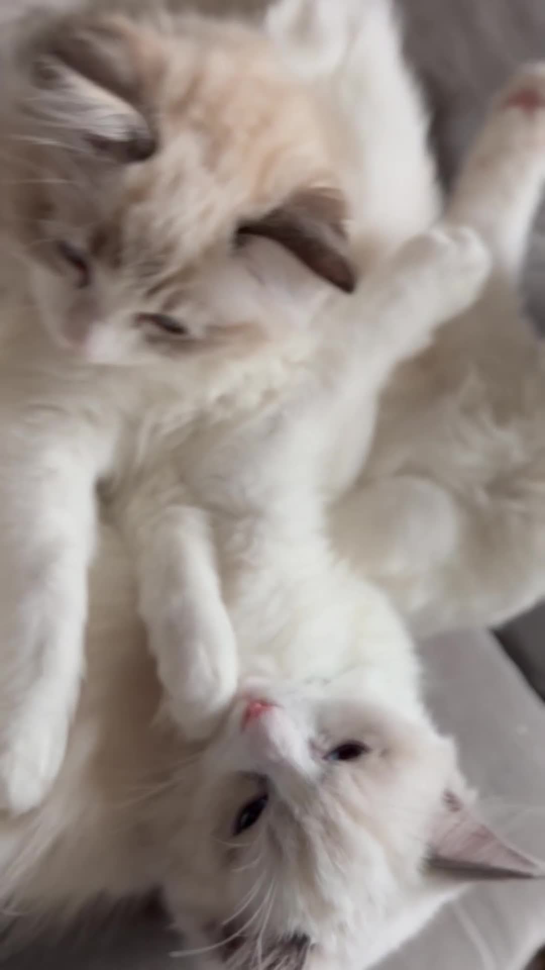 Ragdoll cats for sale: Ragdoll kittens TICA beautiful quality cats  - Video 4