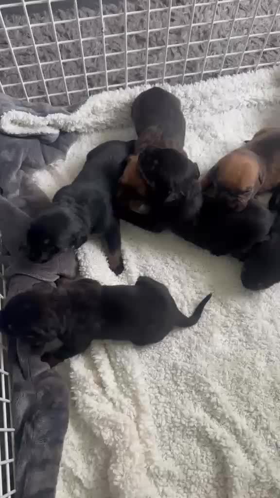 Mixed Breed dogs for sale: ROTTWEILER cross bullmastiff  in Preston - Video 1