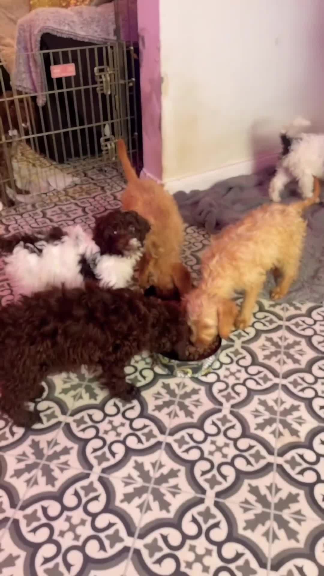 Mixed Breed dogs for sale: ‼️Last female ‼️Double Doodle puppies —  - Video 1