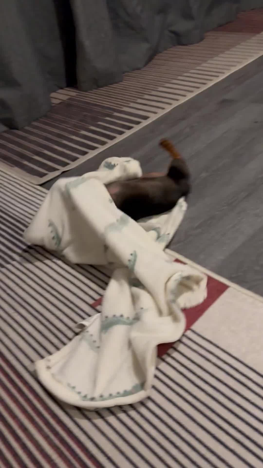 Miniature Dachshund dogs for sale: Miniature Dachshund Female. 6 Month’s Old.  - Video 2