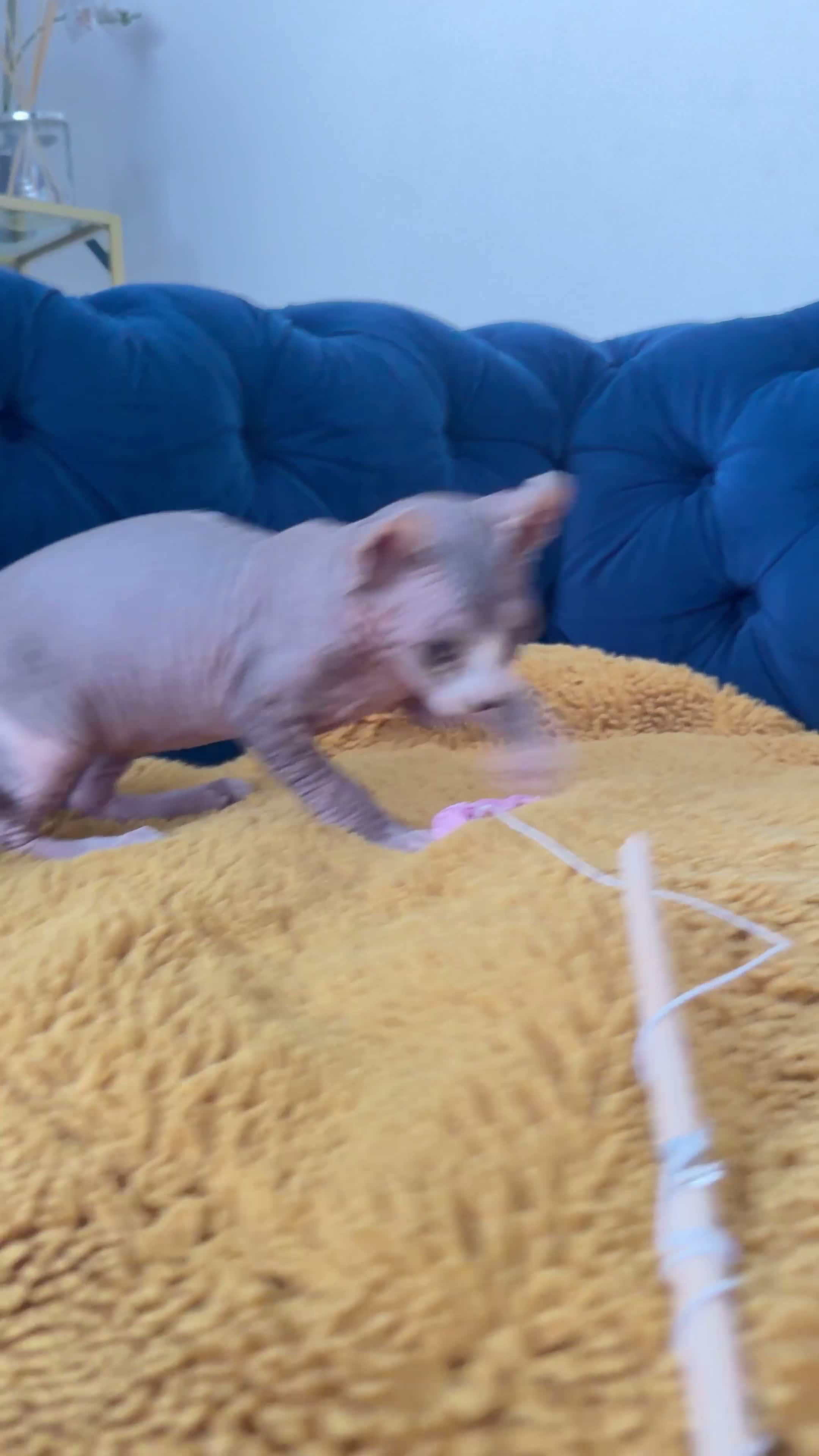 Sphynx cats for sale: Last minute Cancellation by previous owner  🏡❤️ - Video 1