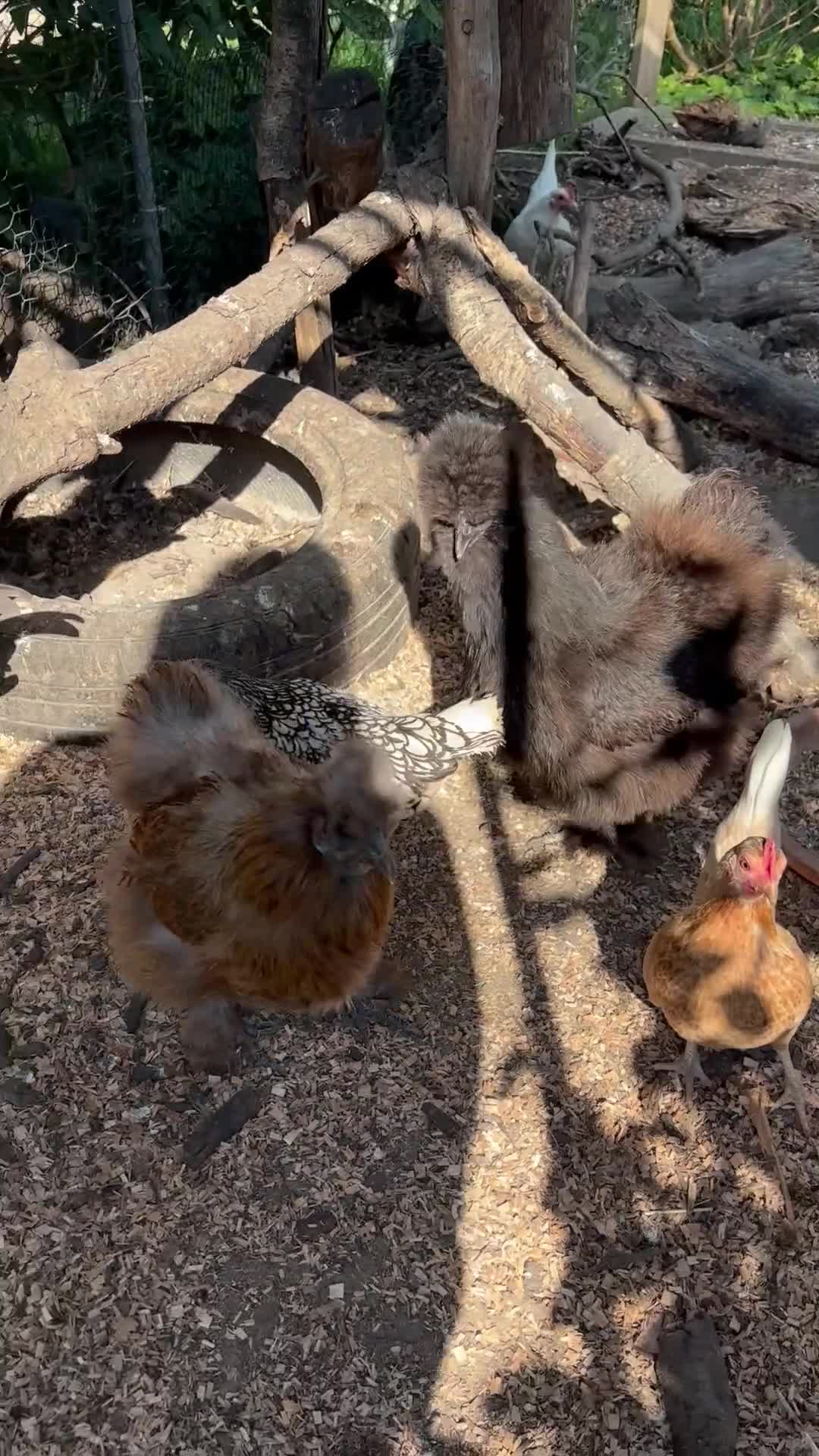 Chickens poultry for sale: Serama Hens Pullets coming into lay  - Video 1