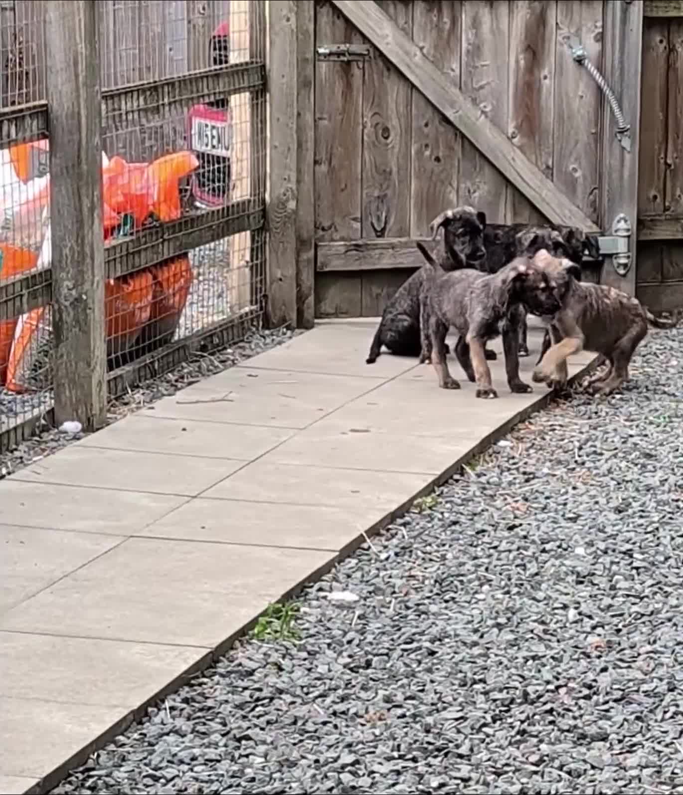 Irish Wolfhound dogs for sale: Irish Wolfhound Puppies  - Video 1