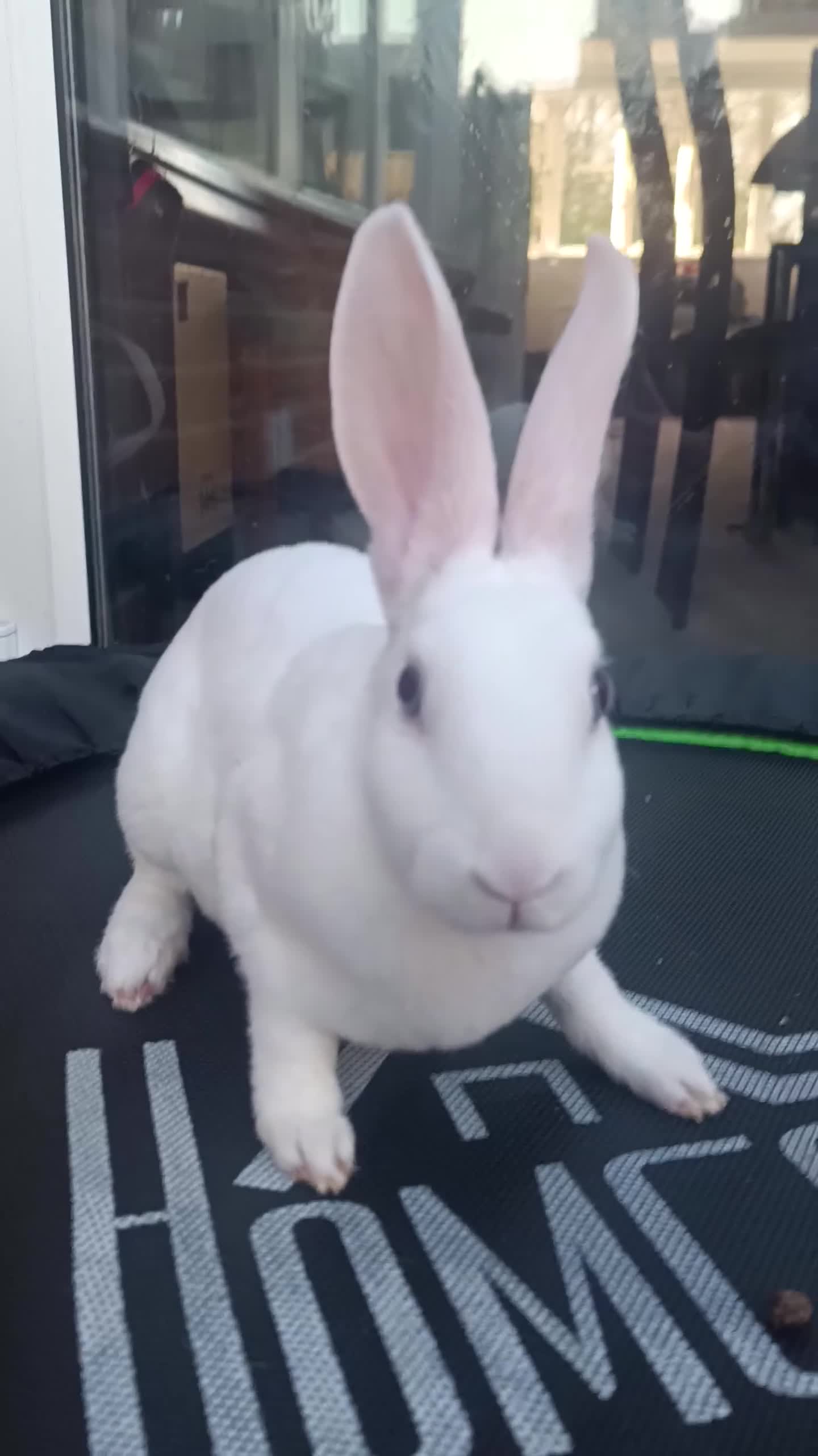 Rex rabbits for sale: Mini Rex BEW Rabbits - Video 1