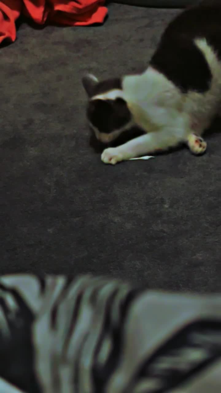 British Longhair cats for sale: Cute cat - Video 1