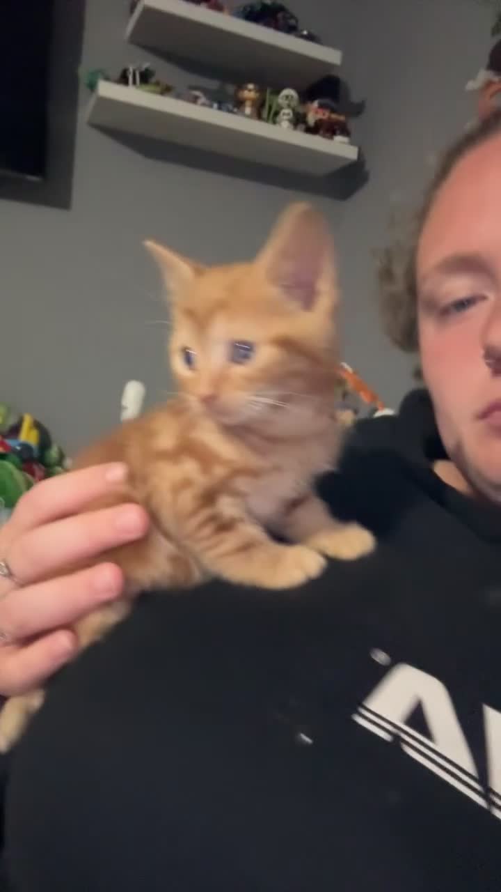 Mixed Breed cats for sale: Male kitten  - Video 1