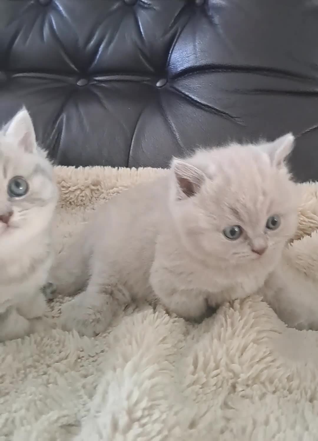 British Shorthair cats for sale: GCCF registered, ready to collect next week! - Video 2